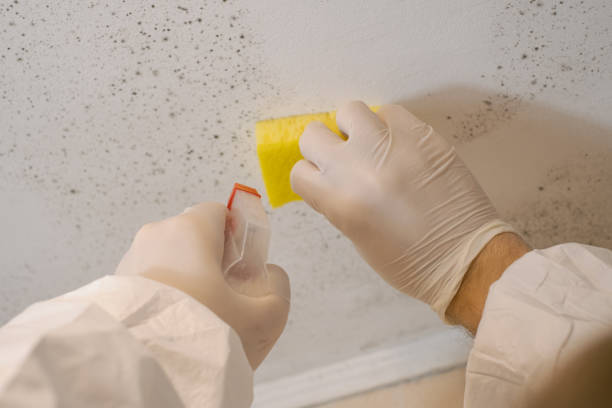 Best Mold Odor Removal Services  in Old Fig Garden, CA