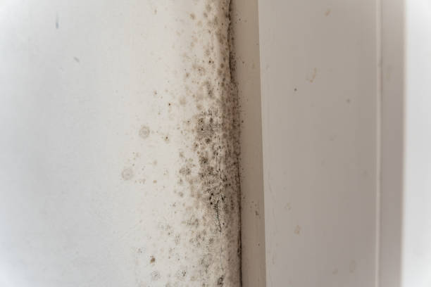 Best Commercial Mold Inspection  in Old Fig Garden, CA